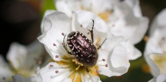 Komu należą się wczasy pod gruszą?