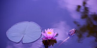 Czym się różni Medytacja od mindfulness?