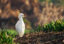 Czy mediator musi mieć studia? Czy mediator musi mieć studia?