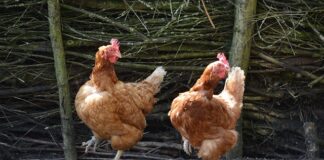 Jakie są typy myślenia?