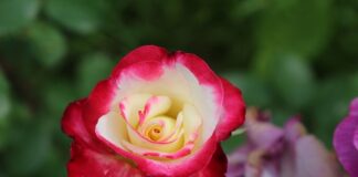 Co grozi za odmowę sprzedaży?