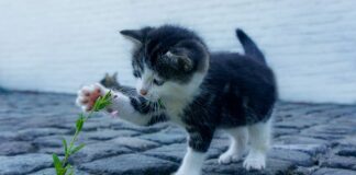 Jak wygląda proces uczenia maszynowego?