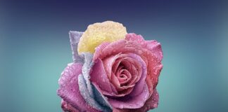 Czym się różni sprzedawcą od handlowca?