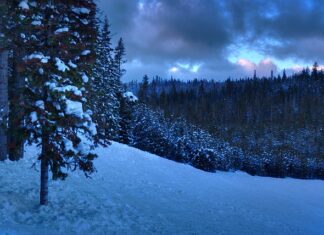 Czy licencjat to studia wyższe?