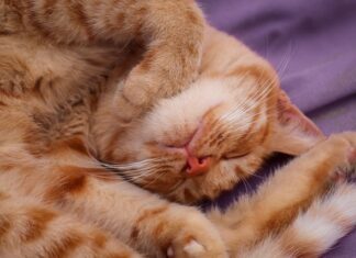 Jak szybko podejmować decyzje? Jak szybko podejmować decyzje?