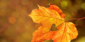 Jak zrobić klon telefonu?