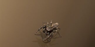 Jak zapanować nad trema?