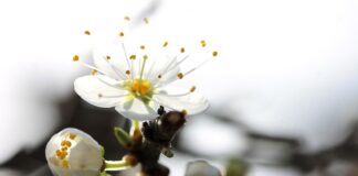 Ile dostaje się za wczasy pod gruszą?