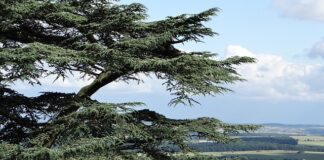 Kiedy jest dzień bilansowy?