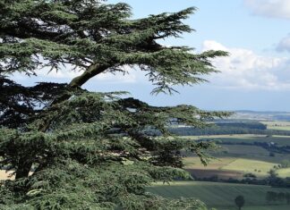 Kiedy jest dzień bilansowy?