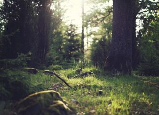 Jakie są formy rozliczeń z Urzędem Skarbowym? Jakie są formy rozliczeń z Urzędem Skarbowym?